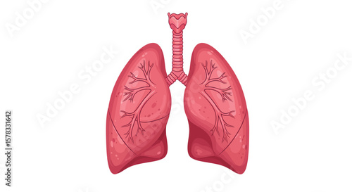 Anatomical Illustration of Human Lungs in Detailed Vector Style for Medical Educational Purposes