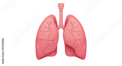 Detailed anatomical illustration of human lungs and respiratory system on a white background