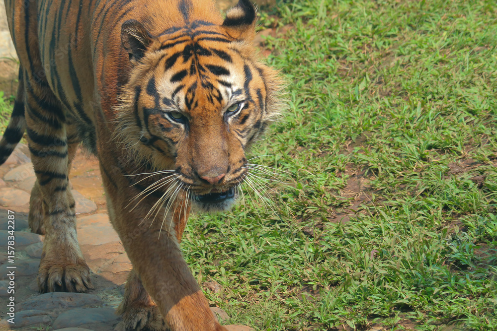 Obraz premium tiger in the jungle