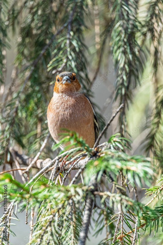 Common chaffinch, Fringilla coelebs, sits on a tree. Common chaffinch in wildlife. Common chaffinch, Fringilla coelebs, sits on a tree. Common chaffinch in wildlife.