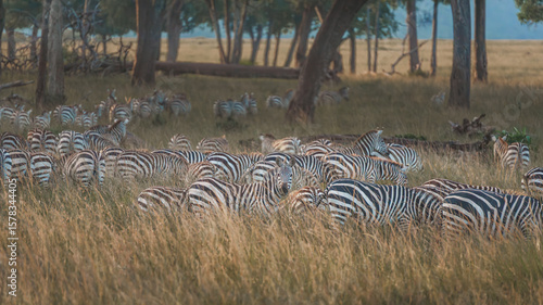 Zebras on the East African savanna