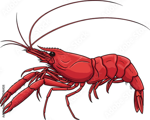 Red Shrimp Illustration - Cartoon Crayfish Seafood Vector Art.