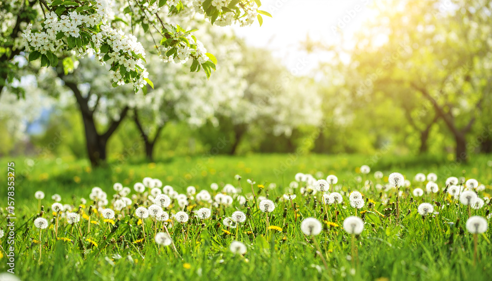 Fototapeta premium Spring meadow with blooming dandelion and flowering trees under bright sunlight