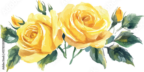Watercolor yellow roses with buds and leaves on white background illustration