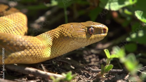 Corn Snake slow motion moving animation high resolution cinematic Creative video, Beautiful pet snake ,Close up picture of a beautiful Corn snake.
