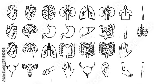 Human body organs are depicted in outline form. Anatomy illustration, biology, medical drawing, internal organs, human anatomy, healthcare