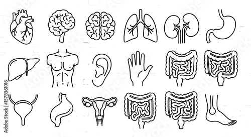Medical drawing shows different human body organs and parts. Internal organs anatomy, medical illustration, anatomical icons, health symbol, body parts diagram