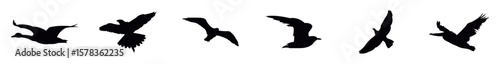 Vector collection of flying bird silhouettes, Birds flying silhouette on a isolated white background. vector illustration