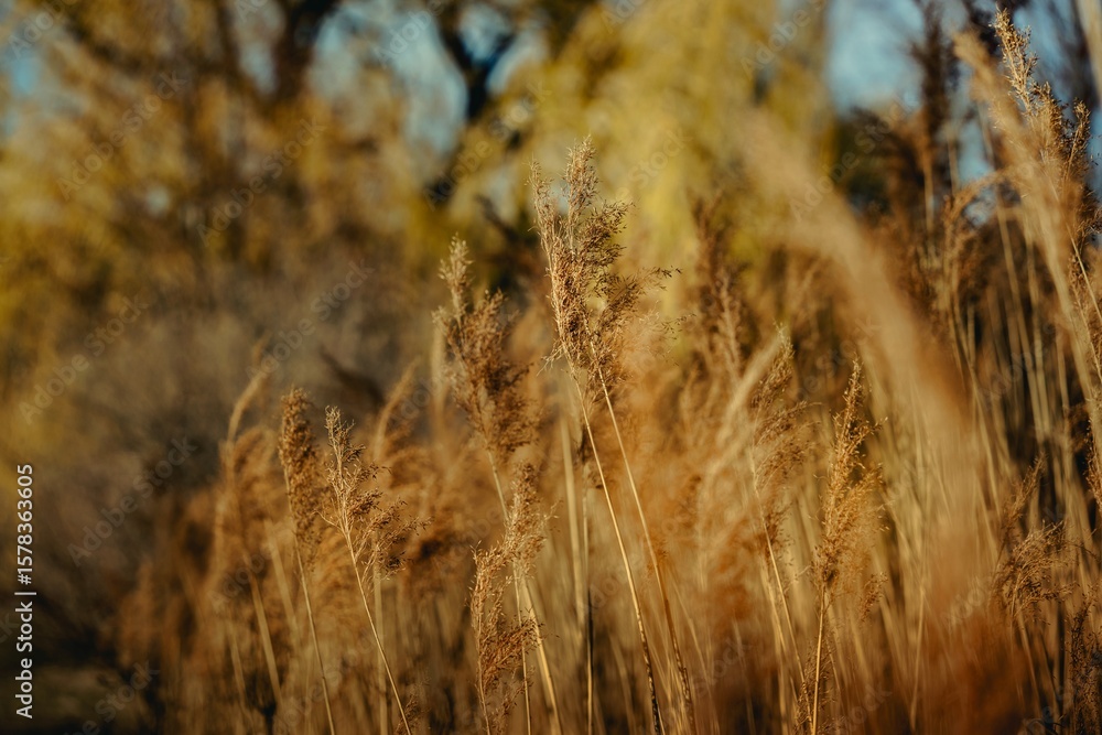 Fototapeta premium close up of plants in warm sunlight