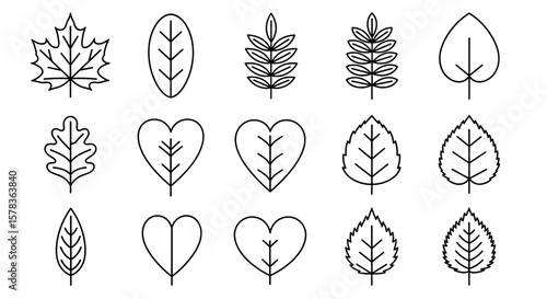 Set of line art leaves in various shapes. Botanical drawings, plant icons, nature symbols, minimalist