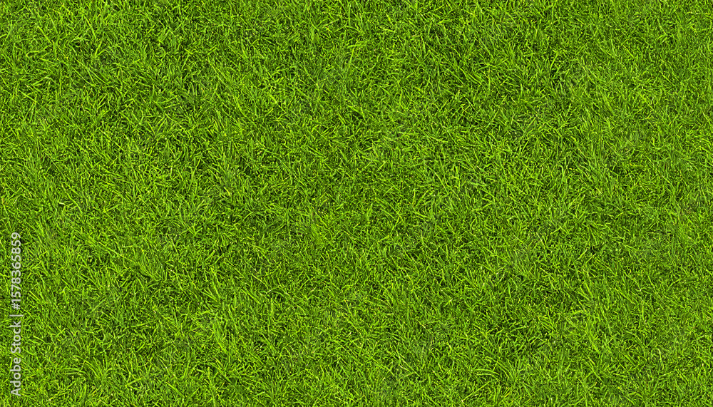 Fototapeta premium Green grass texture background with fresh natural lawn and summer meadow field