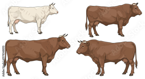 Four Cattle Breeds Profile Illustration.