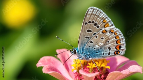 Close-up of a butterfly on a pink flower