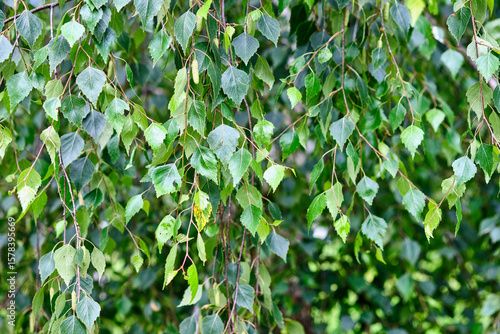 Valokuva Green birch leaves swaying gently in the breeze during a sunny spring afternoon