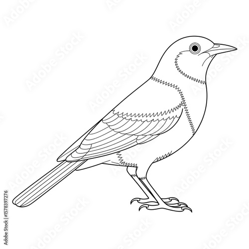 myna illustration vector style coloring page