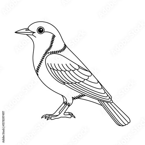 myna illustration vector style coloring page 