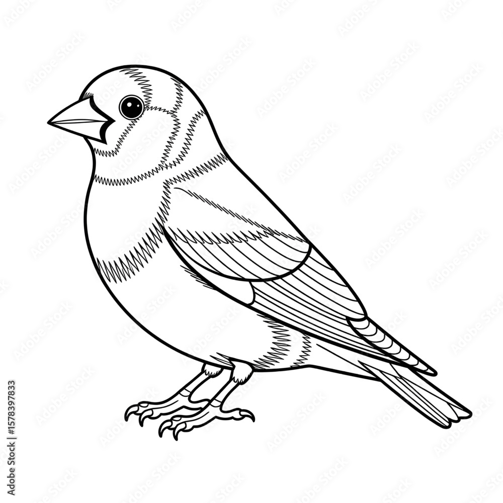Obraz premium hand drawn vector illustration of a bird goldfinch coloring page