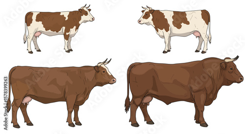 Illustration of cattle and bull side views, showcasing different breeds and color patterns
