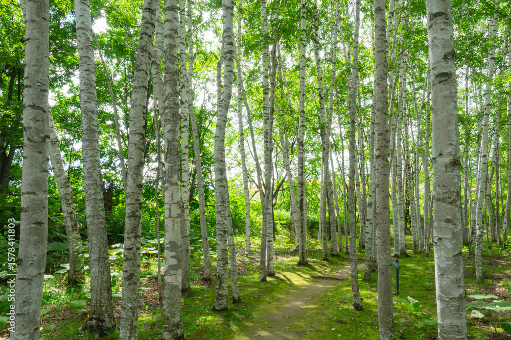 Obraz premium 北海道の白樺並木