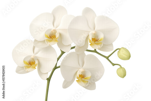 Delicate white orchid with golden center, featuring soft petals and emerging buds against clean transparent backdrop