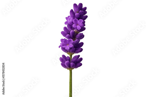 Vibrant lavender stem with delicate purple blossoms isolated on a transparent background, perfect for adding a touch of natural beauty to any project