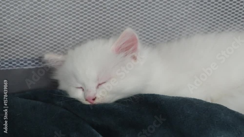 1 month old ragdoll kitten sleep on the blanket, domestic cat