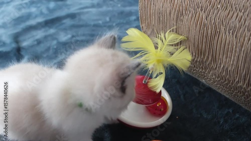 1 month old ragdoll kitten playing with a cat teaser toy. domestic cat
