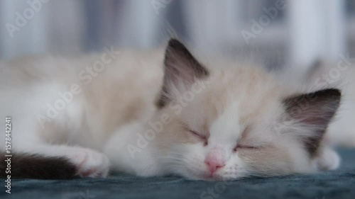 1 month old ragdoll kitten sleep on the blanket, domestic cat