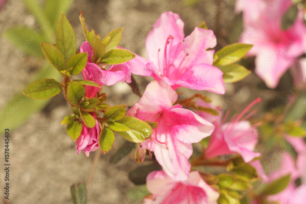 Pink delicate azalea flowers with young leaves. Close-up. Pink delicate azalea flowers with young leaves. Close-up.