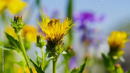 Closeup of Bright Yellow Dandelion Flower Blooming in Sunlit Field with Vibrant Colors