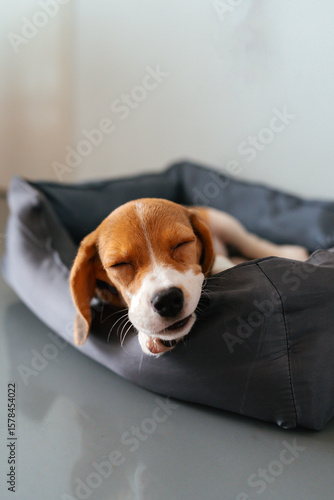 A series of cozy and expressive portraits of a beagle puppy resting, playing, and sleeping in a soft dog bed. Shot in diffused indoor light, these photos capture the innocence, charm, and sleepy-eyed 