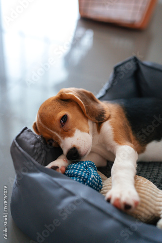 A series of cozy and expressive portraits of a beagle puppy resting, playing, and sleeping in a soft dog bed. Shot in diffused indoor light, these photos capture the innocence, charm, and sleepy-eyed 