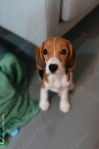 Close-up portraits of a beagle puppy sitting on a tiled floor indoors. Captured in natural light, these photos show the dog's calm expression, floppy ears, and expressive eyes. The soft background inc