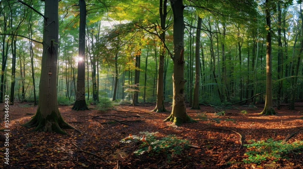Obraz premium Sunlight streams through the towering trees of a dense green forest landscape