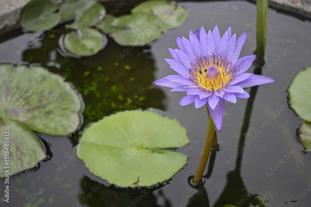 pink water lily and lotus pink water lily and lotus