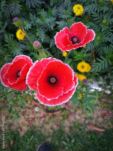 Vibrant Red Poppies Blooming in a Garden
