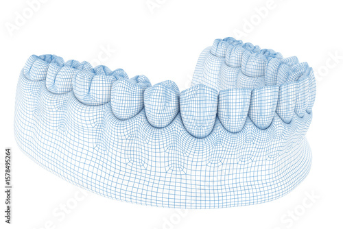 Morphology of mandibular human and teeth. Wire 3d model illustration