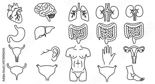 Human body internal organs displayed in set. Anatomy, biology, health, diagram, education