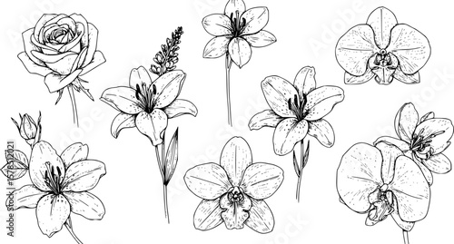 Set of hand drawn botanical flowers line art vector. Collection of black white contour drawing of rose, lily, orchid flowers. Design illustration for print, logo, cosmetic, poster, card, branding. 