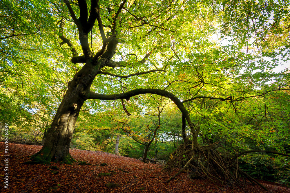 Naklejka premium Autumnal woodland