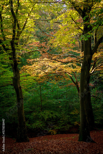 Autumnal woodland