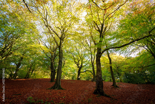 Autumnal woodland