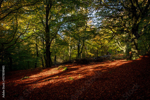 Autumnal woodland
