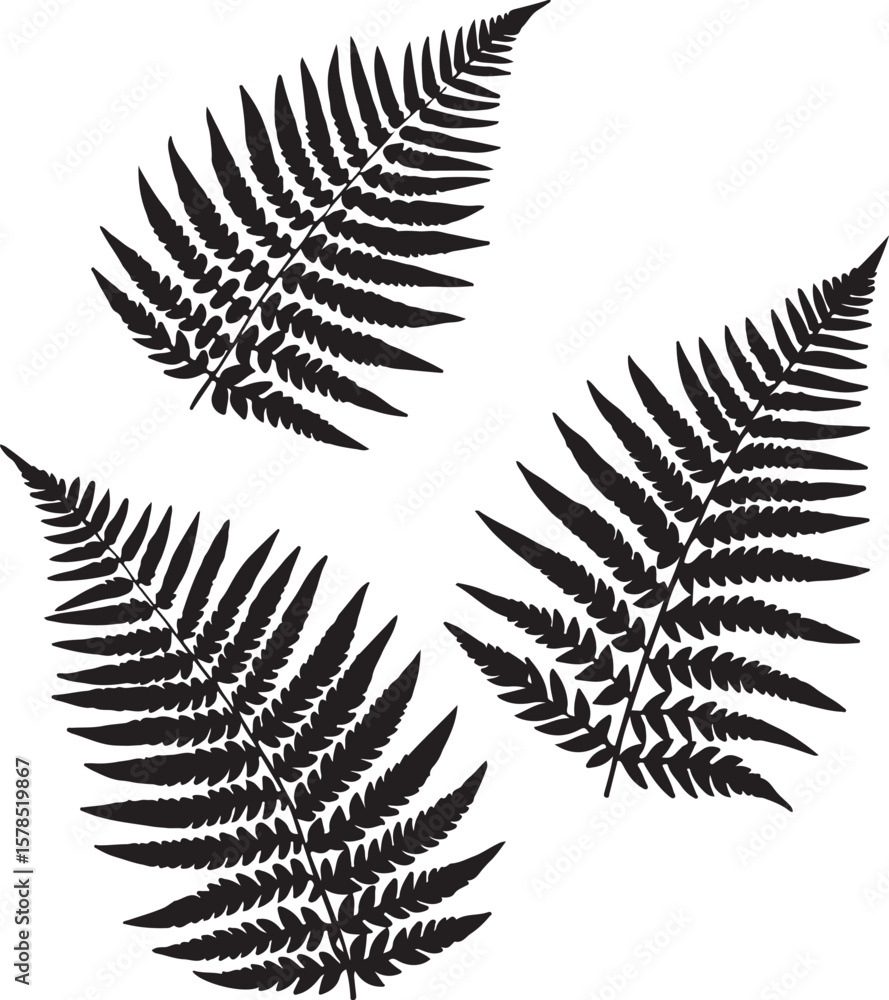 Naklejka premium Fern leaves