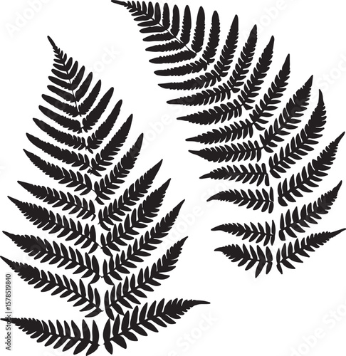Fern leaves