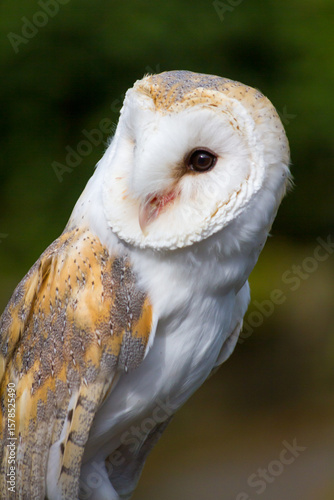 Barn owl