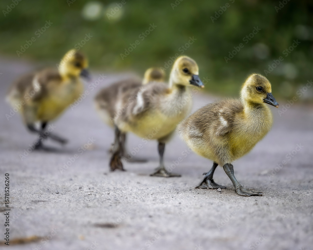 Obraz premium Adorable Goslings Marching Together on a Pathway in Springtime