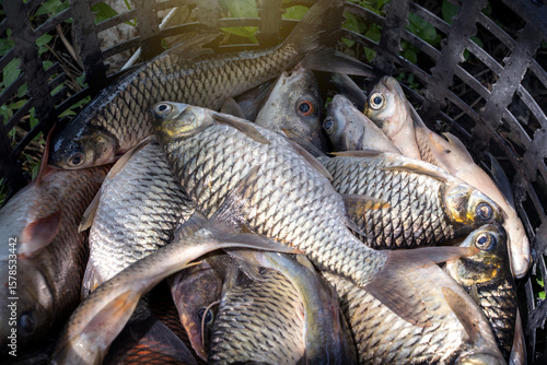 pile of freshwater fish in a basket that has been knocked out of water from a pond there are silver java barb, jullien's golden price carp, tilapia and asian redtail catfish.