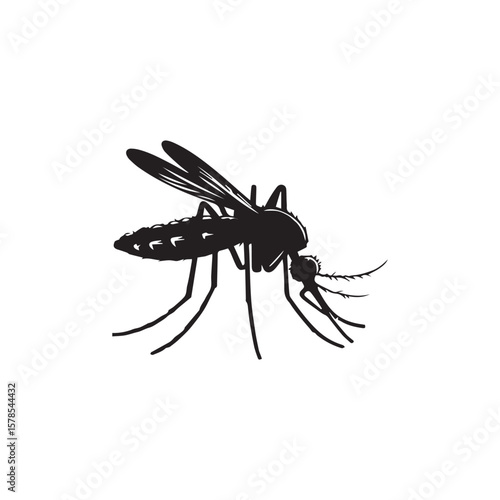 mosquito on white background