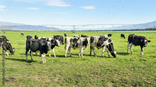 Cattle grazing on the green grassland. Agriculture sprinkler irrigation system in the background. Otago. South Island.